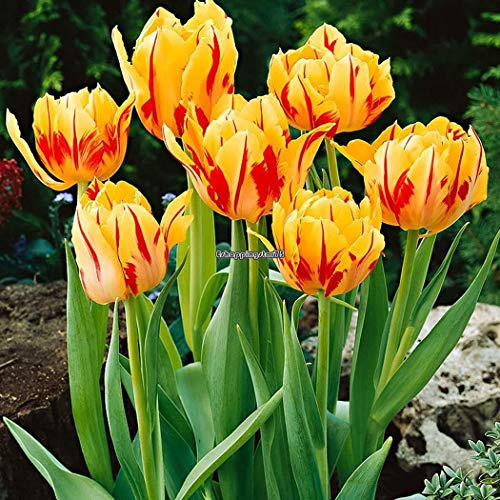 50 Stück orange Tulpenzwiebeln Samen schöne Blumen Haus Garten Eh7E 02: Nur Samen im Paket