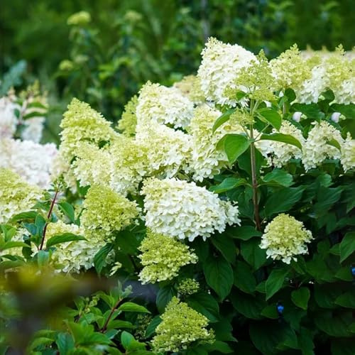 semillas de hortensia paniculada, hortensias paniculadas, interior exóticas interior trepadoras raras trepadoras Decoraciones jardín 50pcs