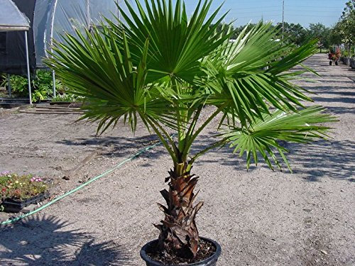 Messicano Palma, Washingtonia robusta, semi di albero (Fast Tropical Evergreen) (60)