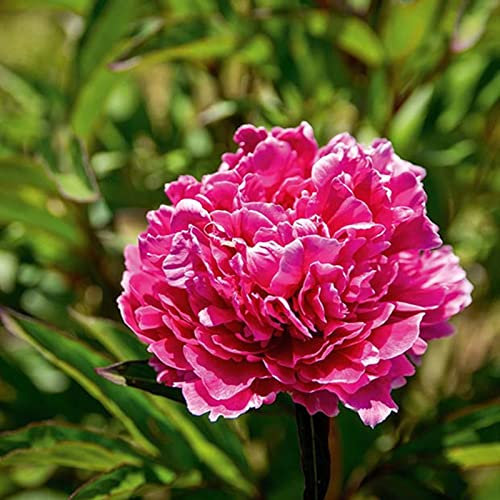 Pfingstrosen Zwiebeln, Mysteriöse magische Glühbirne, Hausgarten,Lebende Pflanzen,Seltene Pflanze,Mehrjährige Blumenzwiebel ist winterhart,Leicht Zu ZüChten,Exotisch, Blumenzwiebel Mix,-6zwiebeln-D