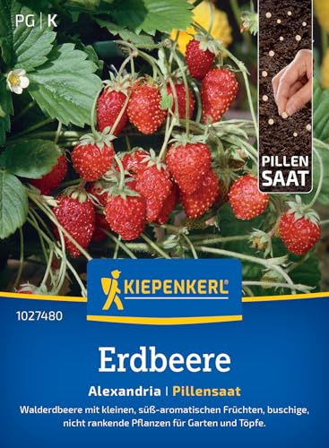 Kiepenkerl Erdbeersamen Alexandria 1027480, Saatgut | Buschig, nicht rankend, Walderdbeere, Pillensaat, Erdbeerpflanze, kompakt, winterhart, für Beet, Hochbeet & Freiland