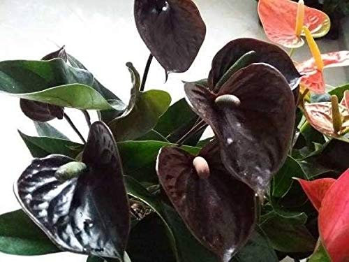 Portal Cool Coffe Anthurium Semi 100% varietà Vero rari perenne Fiore Piante in Vaso