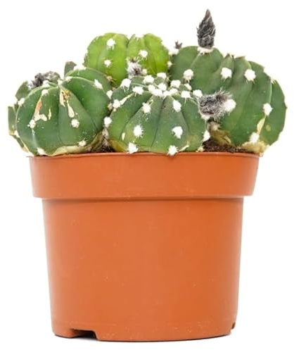 Echinopsis Denudatum CACTUS Vivo Planta Natural de Interior o Exterior