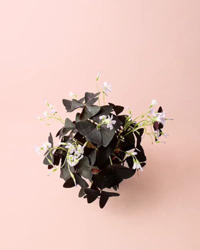 PUR PLANT Oxalis Triangularis | Planta Mariposa de Interior con Hojas Púrpura | Maceta de Ø12 cm