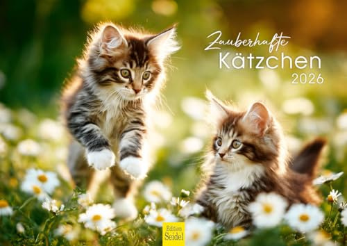 Edition Seidel Premium Kalender Zauberhafte Kätzchen 2026 Format DIN A4 Wandkalender Katzenkalender Haustiere Katze Kater Kitten