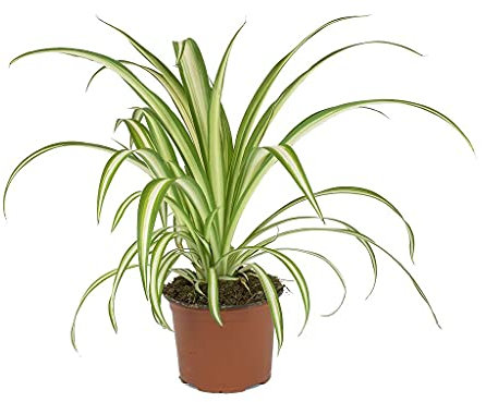 DECOALIVE Cinta o Planta Lazo de Amor Natural Planta de Interior y Exterior, 8436601570222