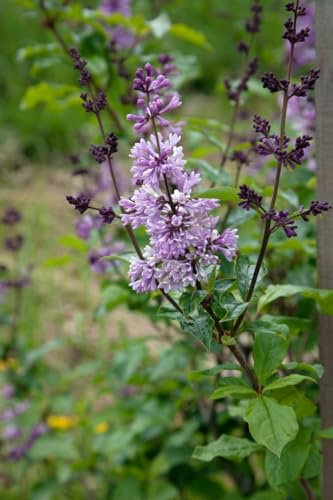 Ungarischer Flieder 60-100 cm Topf Syringa josikaea Heckenpflanze duftend