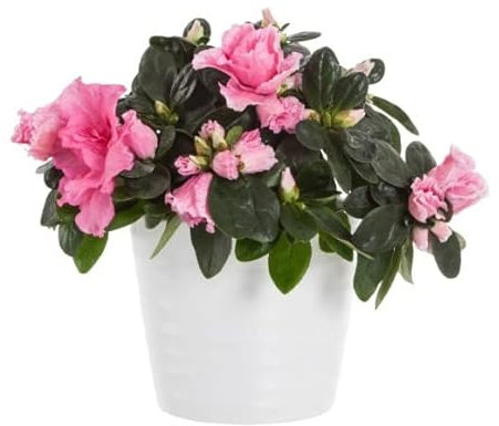 Azalea Natural Arbusto Perfecto para Jardines o Terrazas
