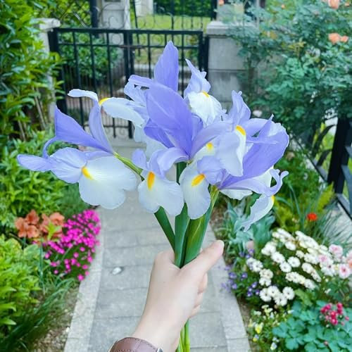 6 pcs Iris Bulbs, Deko Wohnzimmer, Kleine Geschenke Lila Netherlands Schwertlilien Zwiebeln, Pflanzen Geschenk, Geschenke Für Gartenfreunde Herbstpflanzen Winterhart, Gärtner Geschenke
