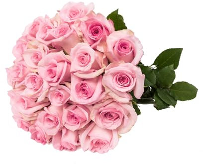 Ramo de Rosas Rosa Claro Natural con 25 Flores de Color Puro y Elegante Rosas para Regalar