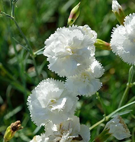Federnelke Haytor White - Dianthus plumarius - lebende Gartenpflanze aus den Baumschulen