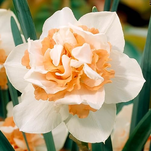 Votaniki Double Daffodil Replete Bulbs - Perennial, Fragrant, Hardy, and Resilient | Spectacular Flowers - Create a Stunning Display with (Narcissus 'Replete') Double Daffodil Replete (5 Pack)