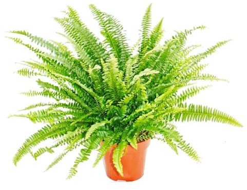 Helecho Común Natural Planta de Exterior Perfecta para Añadir Vida a tu Patio