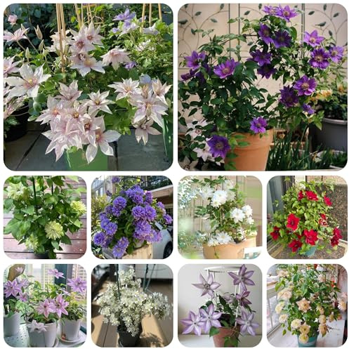 clematis, garten schnittblumen, kletterpflanzen winterharte deko balkon blumenwiese mehrjährig bodendecker 100samen