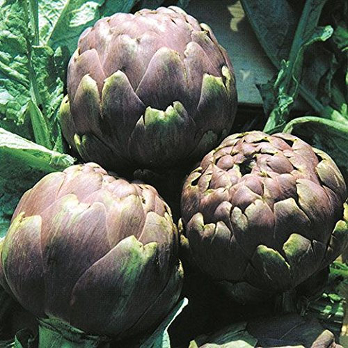 CARCIOFO ROMANESCO NR.25 SEMI