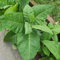 semillas de plantas de tabaco, plantas hierbas, semillas de bonsái Semillas de tabaco, Nicotiana tabacum, semillas de flores silvestres, semillas orgánicas semillas de plantas exóticas 250pcs