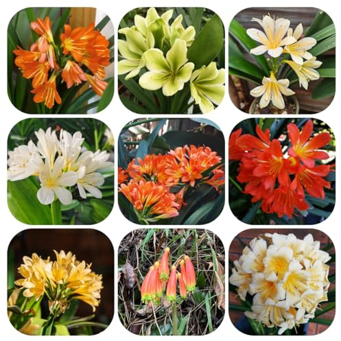semi di clivia, biologici, esotiche resistenti da balcone, 150pcs