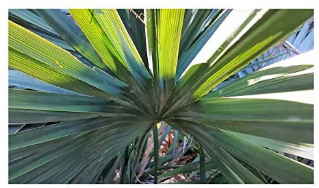 Pcs - 10x Sabal Minor Palmier Zwergpalmetto Plantes - Graines B2259 - Seeds & Plants Shop by Ipsa