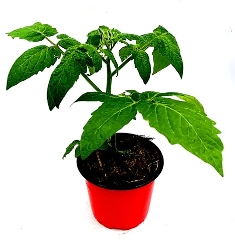 Freiland - Tomatenpflanze Phantasia Lycopersicon esculentum 3er-Set