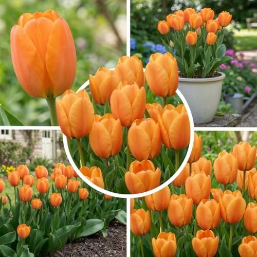 FLORIUM Tulpenzwiebeln Single Orange Magic (25 Zwiebeln) Exklusive orange Tulpen aus Holland, Winterhart und mehrjährig für Garten, Töpfe, Balkon aus Amsterdam