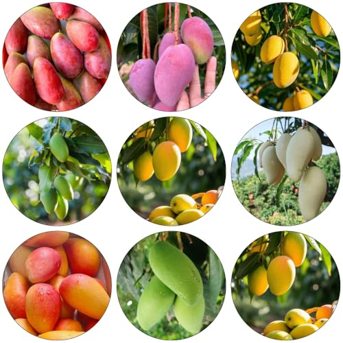 mangobaum obstbäume zimmerpflanze obstbaum winterharte kübelpflanzen obstsamen biosaatgut obstpflanzen steingartenpflanzen winterhart säulenobst balkonpflanzen gartenpflanzen 10samen