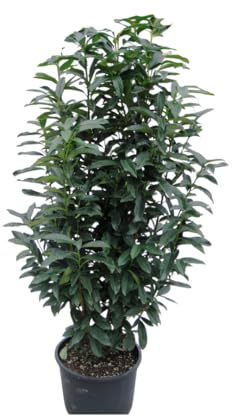 Vivaio Garden Forest Lauroceraso Caucasica, 50 Piante