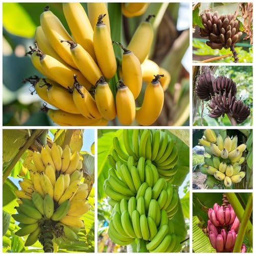 semillas de plátano - banano rara interior exóticas resistentes en interior 85pcs