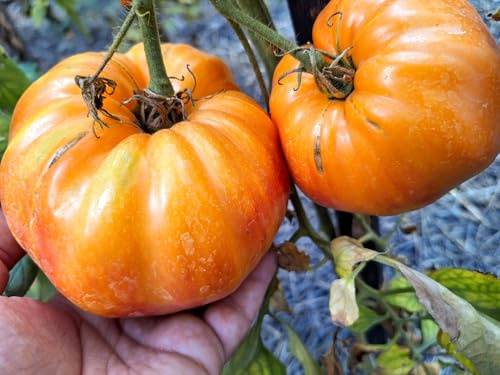 TOMATE HEART OF GRUDIS 5+ Samen - samenfeste Stabtomate P 628