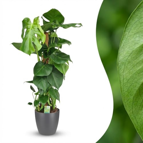 Green boutiQ - Zimmerpflanze - Fensterblatt - Monstera Deliciosa Moosstab - Grün - Pflegeleicht - 1 Pflanze - mit Potter Grau - Topf 19cm - Höhe 90cm