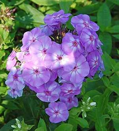 Hohe Flammenblume Blue Boy - Phlox Paniculata - lebende Gartenpflanze aus den Baumschulen