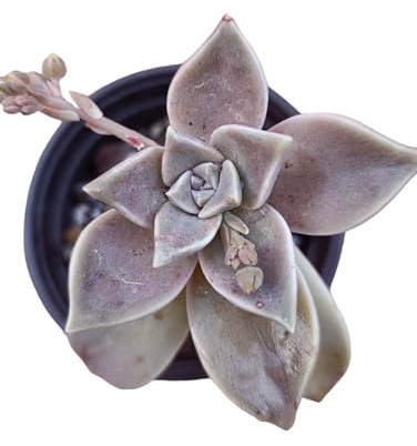 Graptopetalum paraguayense pianta vera grassa Graptosedum Ghosty rosa foglie carnose