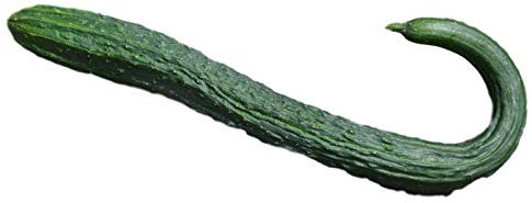 Chinese Cucumber Heritage Heirloom Long de Chine 10 Seeds Certified French Organic Grower