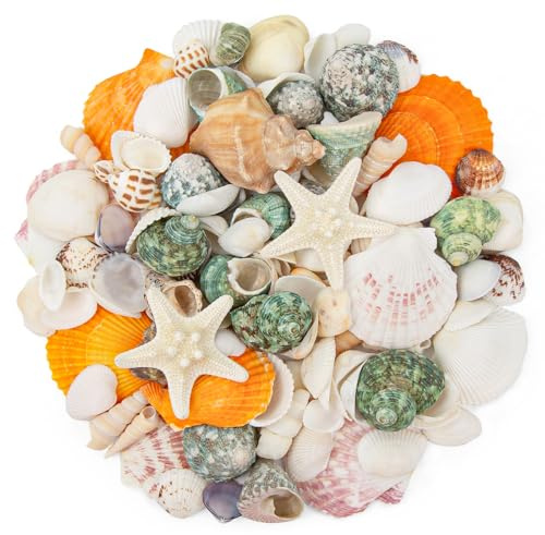 Natural Sea Shell Mixed Ocean Shells Set - 0.8-2.5 Various Sizes Seashell Conch Shells & Starfish for Beach Themed Decor, DIY Crafts, Vase Fillers, Fish Tank, Home, Wedding and Party Decoration