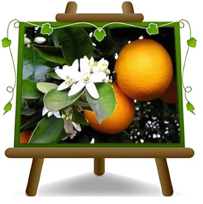 EURO PLANTS VIVAI Arancio Amaro – Pianta di Agrume da Frutto Viva in Vaso Ø28 cm – Altezza 180-200 cm – Resistente al Freddo