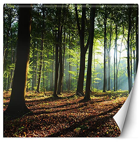 Feeby Vlies Fototapete Sonnenstrahlen In Einem Wald 200x200 cm Grün Wanddeko Inklusive Kleister Hotel Spa Büro Wohnzimmer Schlafzimmer Flur Bäume Pflanzen Natur