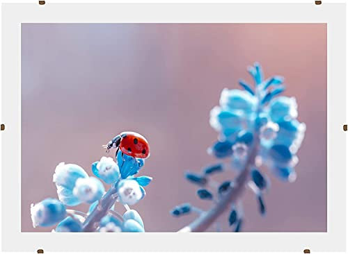 Online-GalleryKing Cadre photo à pinces | Cadre clip photo | Porte-photo | Sans cadre 80x115 cm avec verre acrylique antireflet et paroi arrière | ne reflète