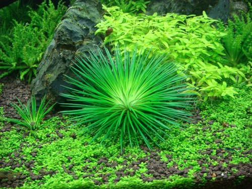 AquaOne Aquarium Pflanze In Vitro Eriocaulon cinereum Wasserpflanze | 1-2-Grow. Aquariumpflanze Becher Labor-Aquarienpflanzen Dekoration Aquascaping