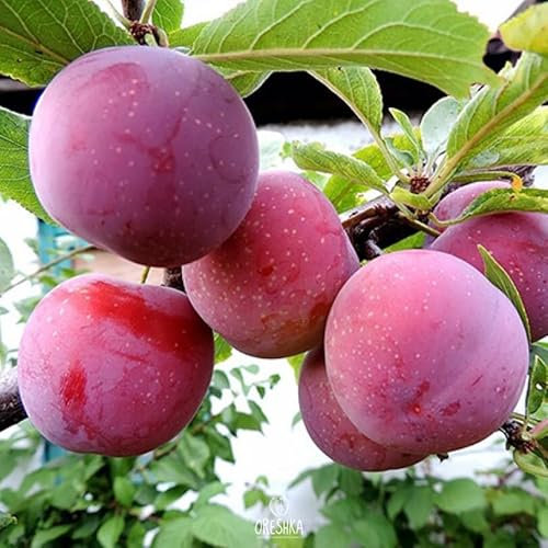 Plums are plentiful 5 PCS Fresh Seeds, Fruit Organic Seeds, Non GMO