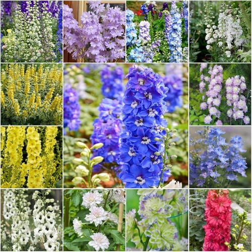 rittersporn - garten deko rittersporn mehrjährig exotische gartenblumen winterharte kübelpflanzen blumensaat pflanzenkübel zimmerpflanze 400samen