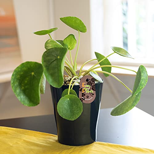 Easy Plants - 1 plante de table Evergreen en forme de pied d'éléphant (queue de cheval) dans un pot tubus haut en céramique noir