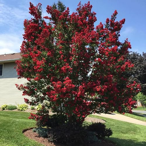 Lagerstroemia indica Dynamite Rossa Mirto Crespo Cespuglio Mastello ø45 cm h 160/180 Vivaio di Castelletto