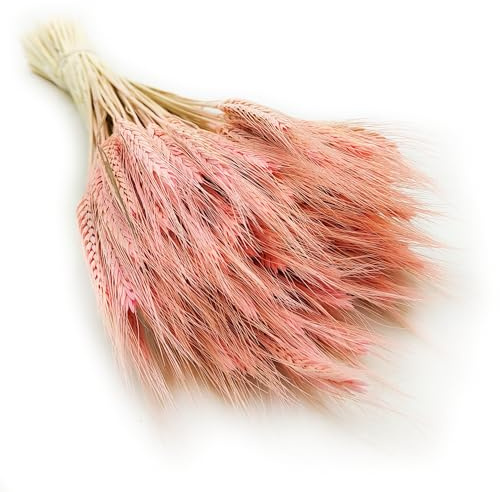 Enchanted Dekogras Triticale Getrocknetes Gras Ziergras Natürlich Deko Rosa