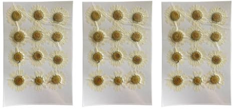 Remingtape Natürliche Trockenblumen, Weißes Gänseblümchen, Gepresste für Schmuck, Nagelaufkleber, Getrocknete Chrysanthemen