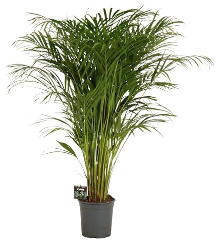 Fresh Plants Zimmerpflanzen -Dypsis lutescens XXL - Areca-Palme - Topf Ø 21 cm - Höhe ca. 120 cm