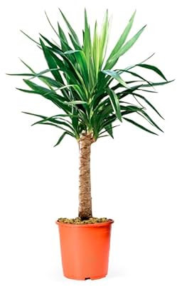 Planta Yuca Natural Palmera Yucca de Exterior