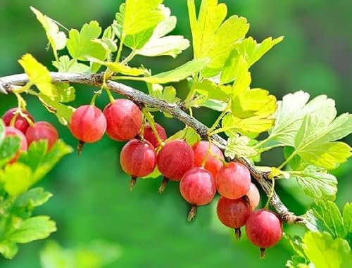 90 graines de groseille à maquereau rouge