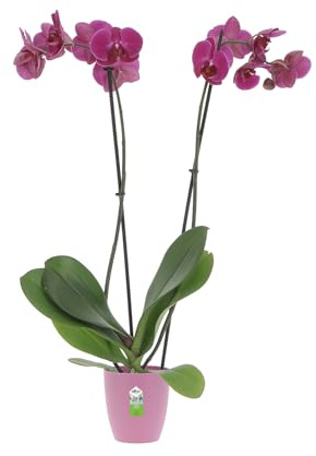 KENTIS - Orchidea Phalaenopsis Fucsia - Piante Vere da Interno - Pianta Fiorita da Appartamento - H 60-70 cm Vaso Ø 12 cm