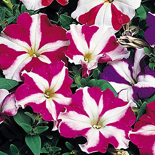 250 Petunia Nana Compacta Stars Mixed Seeds - 250 Seeds