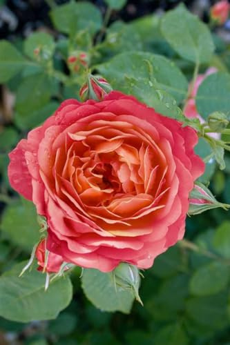Rose Rosa Queen of Hearts Beet- und Kübelpflanze winterhart | Duftende Blüten, sonniger Standort, ideal für Beet und Kübel, robust, langlebig, blühfreudig von Sommer bis Herbst