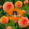 Dalia 'Ralphie' - Flowerbulbs Amsterdam Dutch Dahlia Tuber Mix - 10 piezas, Tubérculos de dalia cuidadosamente seleccionados incl. instrucciones de plantación